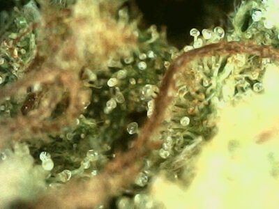7g - Cosmic Vegan Mint - Sativa - Image 2
