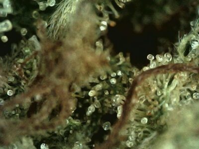 7g - Cosmic Vegan Mint - Sativa - Image 3