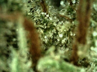 7g - Cosmic Vegan Mint - Sativa - Image 4