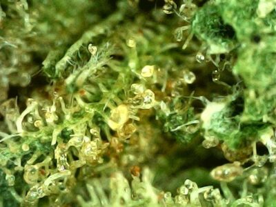 28g - Grandaddy Bruce - Indica - Image 3