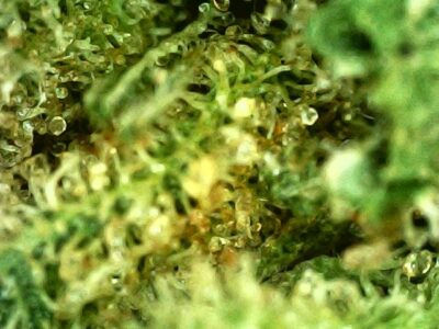 28g - Grandaddy Bruce - Indica - Image 2