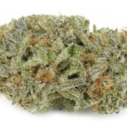 28g - WHITE RHINO ( HYBRID)
