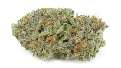 28g - WHITE RHINO ( HYBRID)