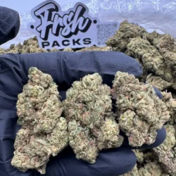 28g - Hindu Kush - Exotic Dep Flower (Indica) -  DOGTOWN