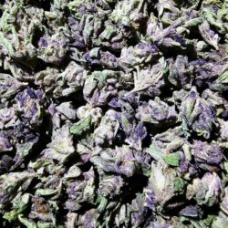 28g - Royal Feast *Oregon Grown* (small buds) (Indica))