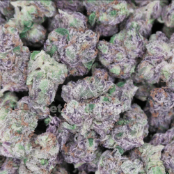 Cherry Poppers - EXOTIC - HYBRID -7g