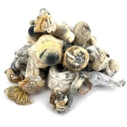 3.5g - Iceberg Magic Mushrooms