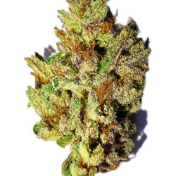 7g - Automatic Bang Reloaded - Indica
