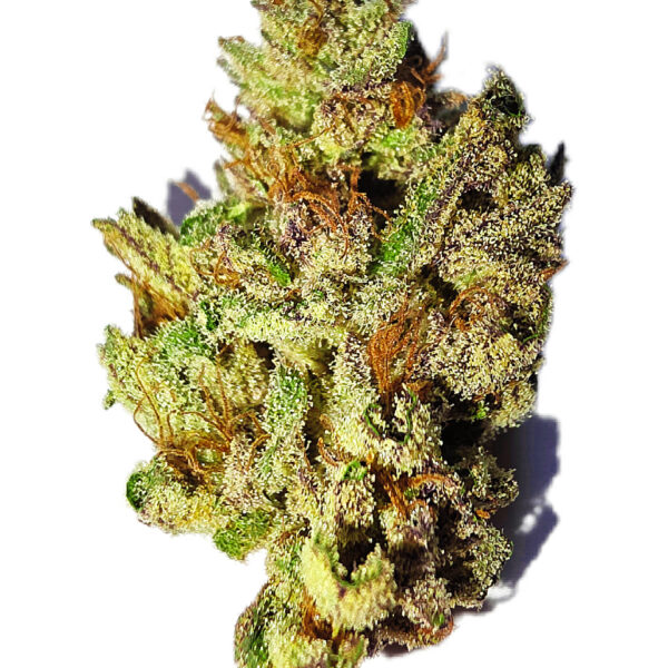 7g - Automatic Bang Reloaded - Indica