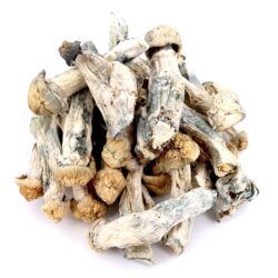 4g - Golden Albino Teachers Magic Mushrooms