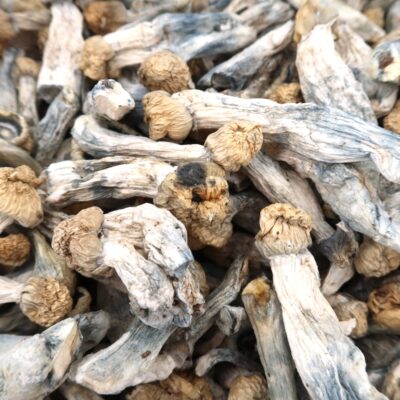 4g - Golden Albino Teachers Magic Mushrooms - Image 2