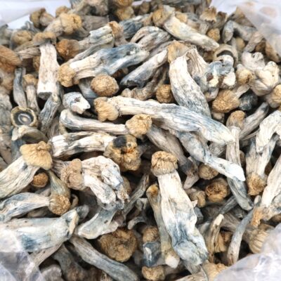 4g - Golden Albino Teachers Magic Mushrooms - Image 3