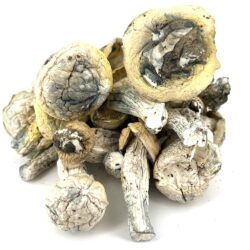 4g - Madd Hatter Magic Mushrooms