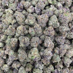 28g - Black Cherry Gelato - Exotic Indoor Flower (Indica-Dominant Hybrid) - DOGTOWN