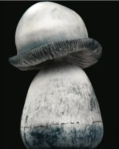 28g - Tidal Wave x Ape Psilocybin Mushrooms - Image 2