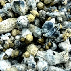 28g - Tidal Wave x Ape Psilocybin Mushrooms