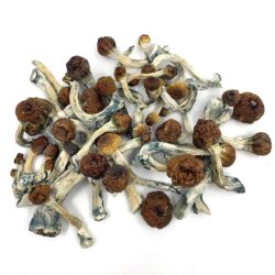 28g - Blue Envy Psilocybin Mushrooms