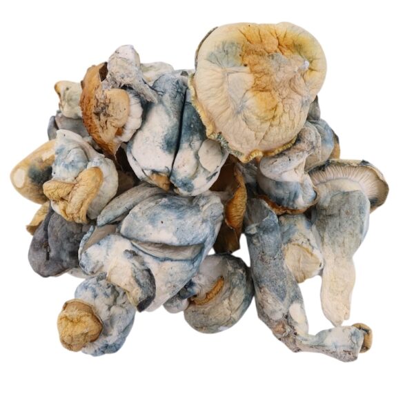 4g - Albino Bluey Vuitton Magic Mushrooms