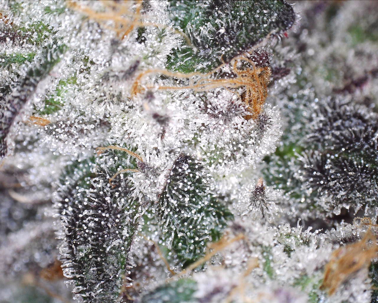 14g/28g - LA Pop Rocks - Indoor Exotic Flower (Indica) - DOGTOWN - Image 2