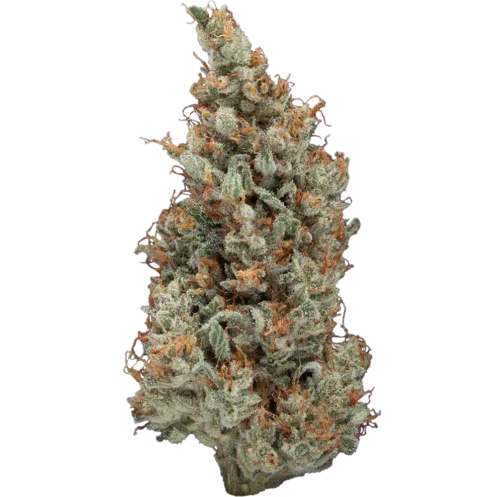 14g/28g - Sour Jack - Indoor Exotic Flower (Sativa) - DOGTOWN