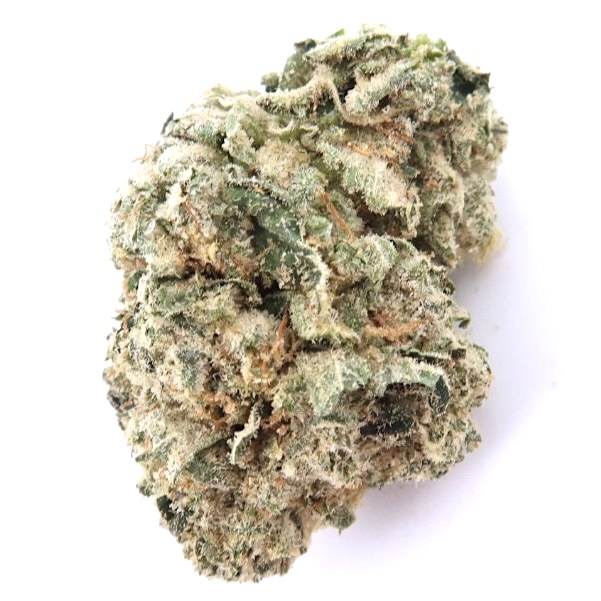 7g - Oil Tanker Indoor - Indica Hybrid