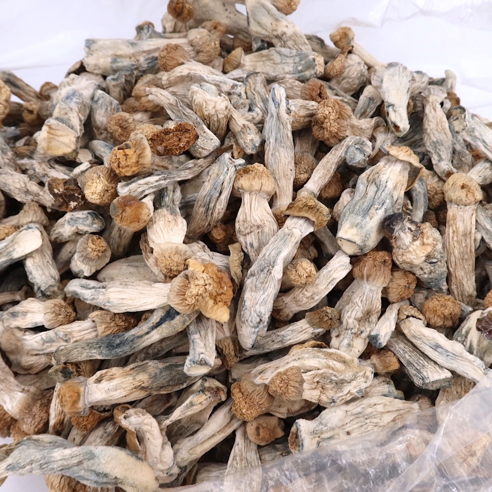 4g - Albino Tidal Wave Magic Mushrooms - Image 2