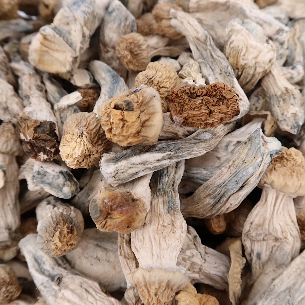 4g - Albino Tidal Wave Magic Mushrooms - Image 3